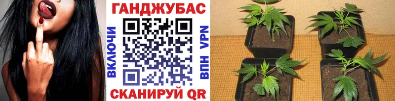 Каннабис сатива где купить Великий Новгород